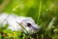 Close-up cute gray hamster sits on the grass. Domestic animal in nature. Animal on the green lawn. The concept of pets