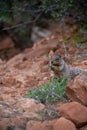 Close up portrait of a cute grey squirrel against the red landscape of zion national park Royalty Free Stock Photo