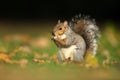Close up of a cute grey squirrel eating nuts Royalty Free Stock Photo