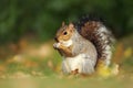 Close up of a cute grey squirrel eating nuts Royalty Free Stock Photo