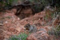 Close up portrait of a cute grey squirrel against the red landscape of zion national park Royalty Free Stock Photo