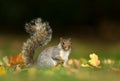 Close up of a cute grey squirrel sitting on grass in autumn Royalty Free Stock Photo