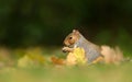 Close up of a cute grey squirrel sitting on grass in autumn Royalty Free Stock Photo