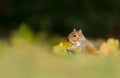 Close up of a cute grey squirrel sitting on grass in autumn Royalty Free Stock Photo