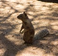 Close-up of a cute groundhog in the desert Royalty Free Stock Photo