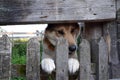 Close-up of a cute guard dog poking his head and paws through a wooden fence and looks away awaiting in a village Royalty Free Stock Photo