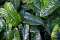 Close up on cute heart shaped leaves of Heart leaf philodendron Philodendron scandens, sweetheart plant Royalty Free Stock Photo