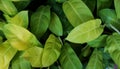 Close up on cute heart shaped leaves of Heart leaf philodendron Philodendron scandens, sweetheart plant