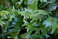 Close up on cute heart shaped leaves of Heart leaf philodendron Philodendron scandens, sweetheart plant