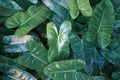 Close up on cute heart shaped leaves of Heart leaf philodendron Philodendron scandens, sweetheart plant