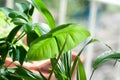 Close up on cute heart shaped leaves of Heart leaf philodendron, sweetheart house plant Royalty Free Stock Photo