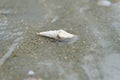 Close-up of cute hermit crab crawling on the sandy beach. Hermit crabs use empty shells as safe mobile homes