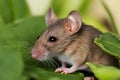 Close-up of a cute house mouse looking for food.