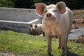 Close up of cute young hungry pig head looking at camera