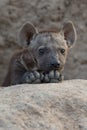 Close up of a cute hyena pup resting on its paws