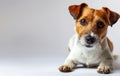 close-up of cute jack russel dog on light gray blurred and out-of-focus background Royalty Free Stock Photo