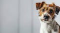 close-up of cute jack russel dog on light gray blurred and out-of-focus background Royalty Free Stock Photo