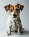 close-up of cute jack russel dog on light gray blurred and out-of-focus background Royalty Free Stock Photo