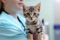 Close-up of a cute kitten with veterinarian