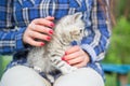 Close up of a cute kitty-cat in the woman`s hands Royalty Free Stock Photo