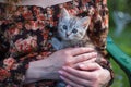 Close up of a cute kitty-cat in the woman`s hands Royalty Free Stock Photo