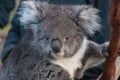 Close up of cute koala bear animal on a eucalyptus tree Royalty Free Stock Photo