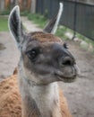 Close up of cute lama head with hope in eyes