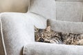 Close up of cute lazy cat lying in the gray armchair. Cat Portrait. Home interior and cozy environment with a cat Royalty Free Stock Photo