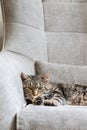 Close up of cute lazy cat lying in the gray armchair. Cat Portrait. Home interior and cozy environment with a cat Royalty Free Stock Photo