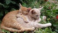 Close up of a cute lazy sleeping cats. Kittens sleeping happily in funny position in the garden.