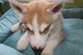 Close up of cute lazy siberian puppy lying and sleep on the floor in the morning