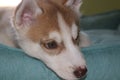 Close up of cute lazy siberian puppy lying and sleep on the floor in the morning