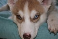 Close up of cute lazy siberian puppy lying and sleep on the floor in the morning