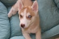 Close up of cute lazy siberian puppy lying and sleep on the floor in the morning