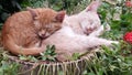 Close Up Of A Cute Lazy Sleeping Cats. Kittens Sleeping Happily In Funny Position In The Garden.