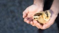 Close up of a Cute little chick held by female human hands in pa Royalty Free Stock Photo