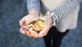 Close up of a Cute little chick held by female human hands in pa Royalty Free Stock Photo