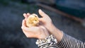 Close up of a Cute little chick held by female human hands in pa Royalty Free Stock Photo