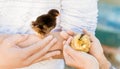 Close up of a Cute little chicks held by female and male human h Royalty Free Stock Photo