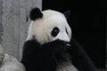 Giant Panda in Chengdu, China