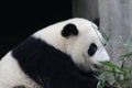 Giant Panda in Chengdu, China