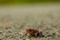 Close-up at Cute Little Frog Sitting on Ground Royalty Free Stock Photo