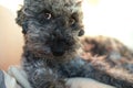 Close up of cute little grey poodle dog looking right into the camera with special face expression Royalty Free Stock Photo