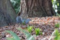 cute little grey squirrel in the park. Royalty Free Stock Photo