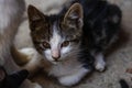 Close up of cute little kitten, sitting or playing outdoor in garden Royalty Free Stock Photo