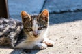 Close up of cute little kitten, sitting or playing outdoor in garden Royalty Free Stock Photo