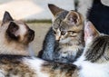 Close up of cute little kittens, sitting or playing outdoor in garden Royalty Free Stock Photo