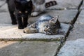 Close up of cute little kittens, sitting or playing outdoor in garden Royalty Free Stock Photo