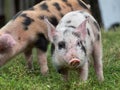 Close-up of a cute little pig with a pink snout and ears, white bristles with black polka dots on a grassy field Royalty Free Stock Photo