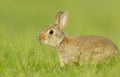 Close up of a cute little rabbit smelling grass in spring Royalty Free Stock Photo